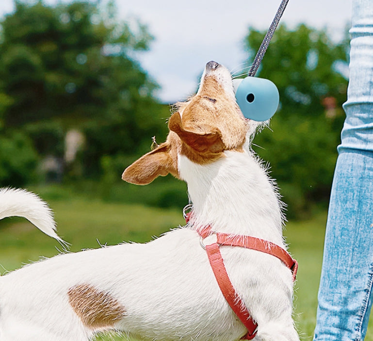 Dogs Gnawing On Bowls