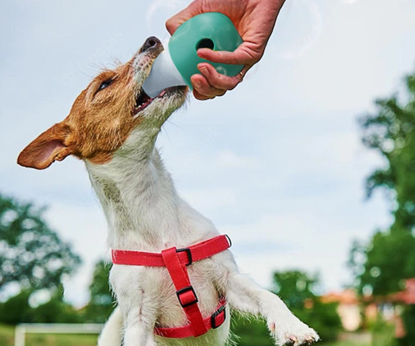 Dogs Gnawing On Bowls